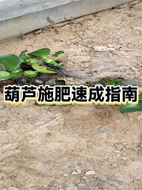 葫芦最忌讳的三个地方