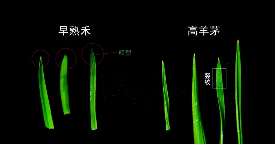 早熟禾和高羊茅区别