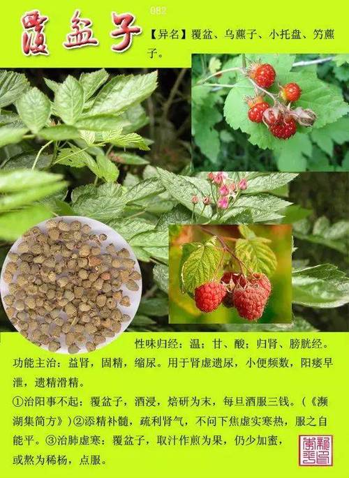 12000种中草药大全