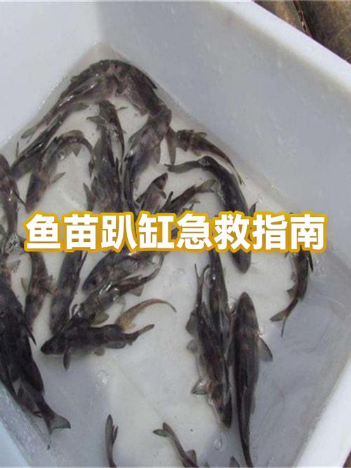 鱼儿趴缸怎么办游戏截图