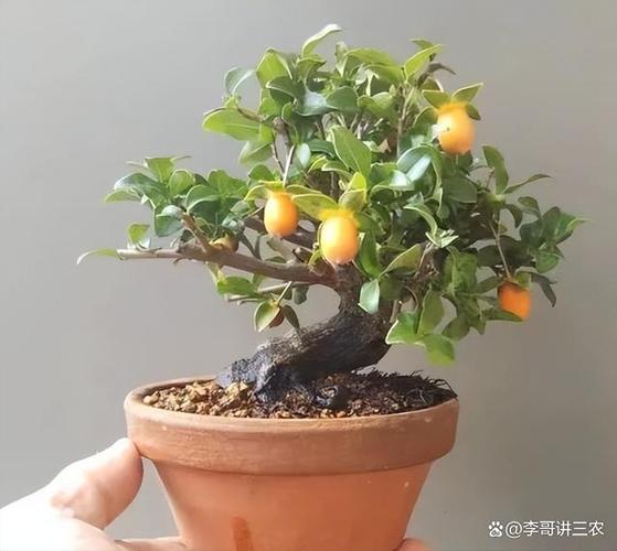 庭院十大吉祥之树