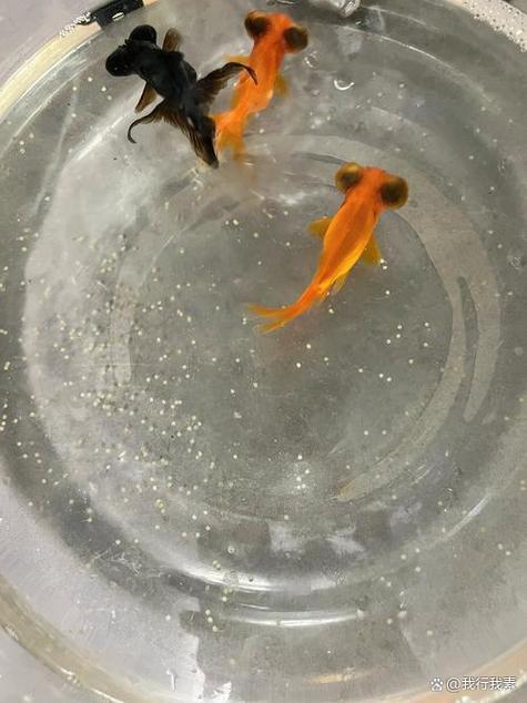 鱼卵几天变成小鱼