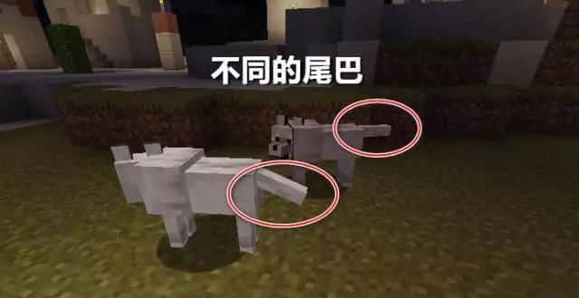 我的世界能骑海豚吗