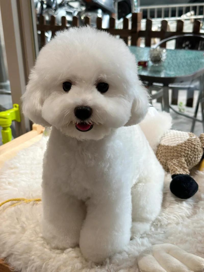 正宗比熊犬图片
