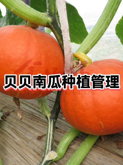 小南瓜种植技术与管理视频