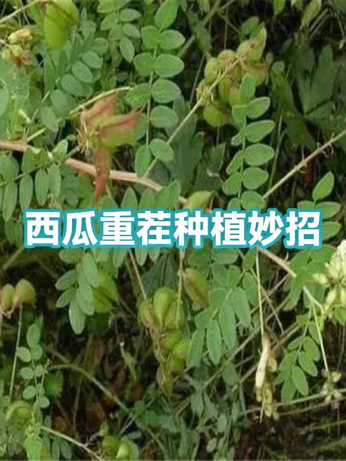 西瓜种植方法和技术缩略图