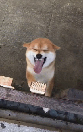 柴犬动态表情包缩略图