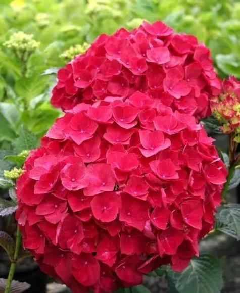 绣球花在家养好不好