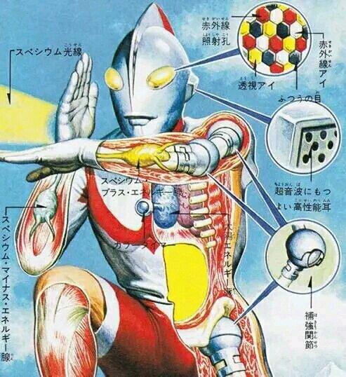 奥特曼的身体结构