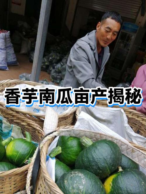 种植香芋南瓜赚钱吗缩略图