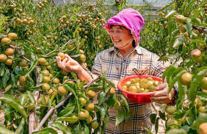 中国红枣第一县