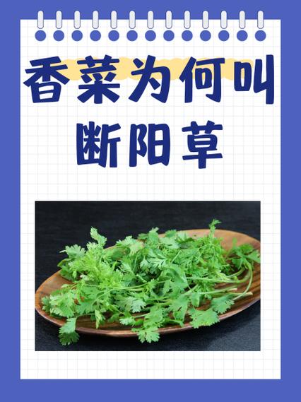 苜蓿菜为何叫断阳草