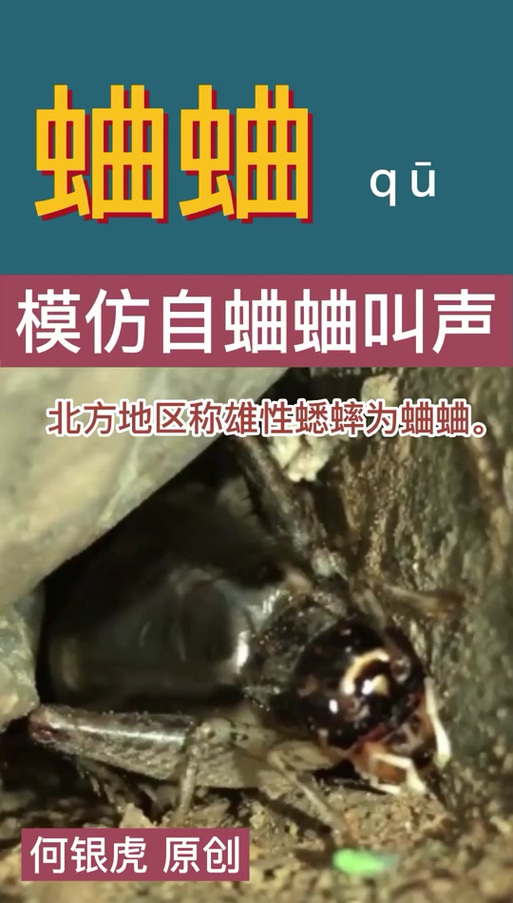 蛐蛐叫声大全mp3游戏截图