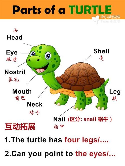 乌龟用英语缩略图