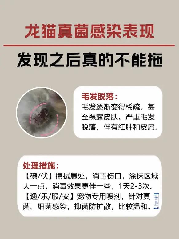 龙猫有啥传染人的病