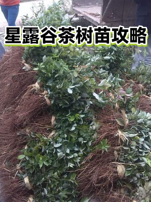 星露谷茶苗怎么种