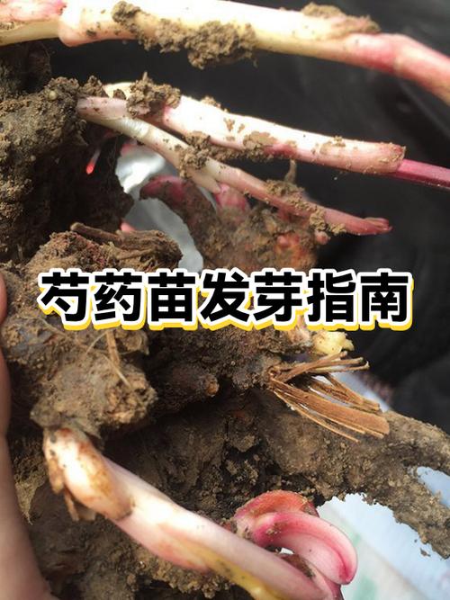 芍药花种子什么时候播种最好