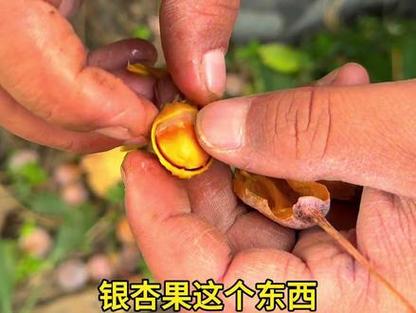 银杏果能不能生吃