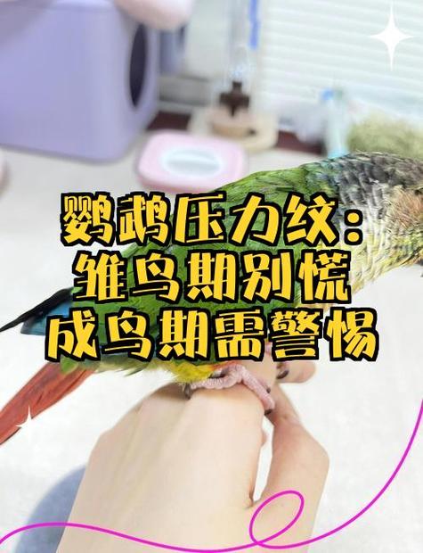 鹦鹉歪头看你要警惕了