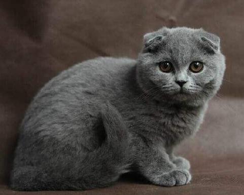 英短折耳猫