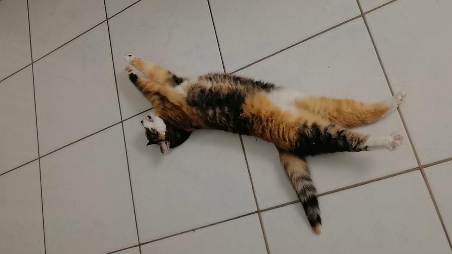 看了更多猫咪视频