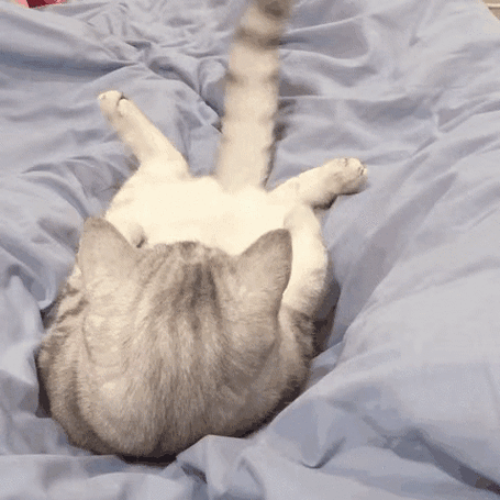 猫睡觉甩尾巴图标