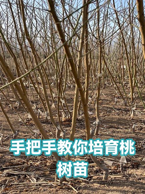 桃树苗是怎么育出来的