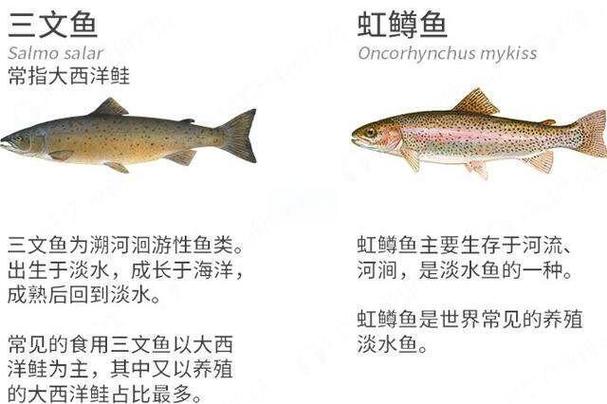 三文鱼由来