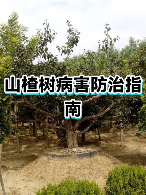 山楂主治什么病截图