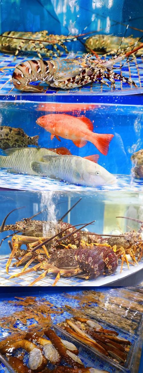 我养的海鲜称霸了海洋