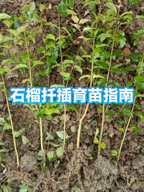 石榴什么时候扦插容易成活
