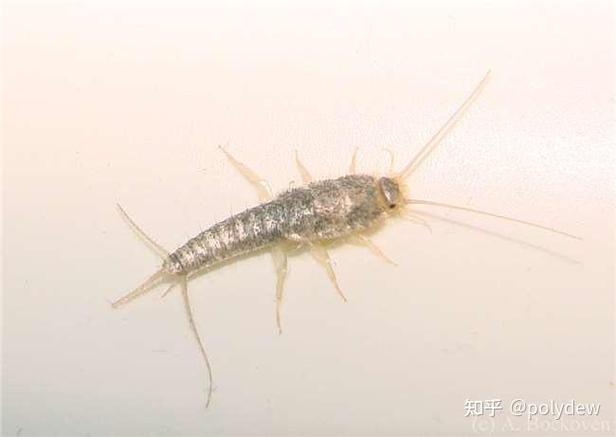 卧室常见虫子图片大全