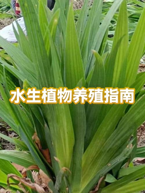什么水生植物繁殖最快