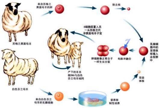 什么是克隆