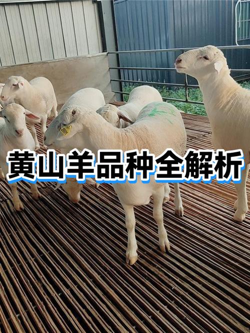 羊的七个特点