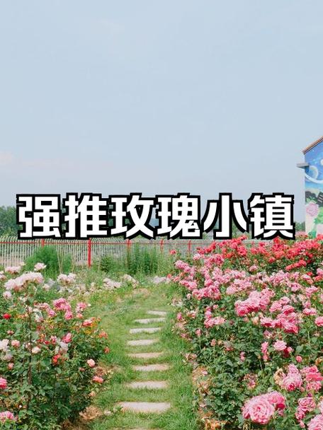 玫瑰小镇文字版