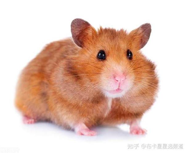 仓鼠被同类咬出一个大口子怎么办