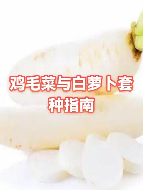 红萝卜和白萝卜可以一起吃吗游戏截图