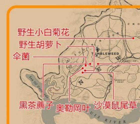 荒野大镖客2草药地图