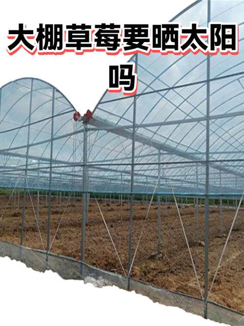 草莓可以隔着玻璃晒太阳吗