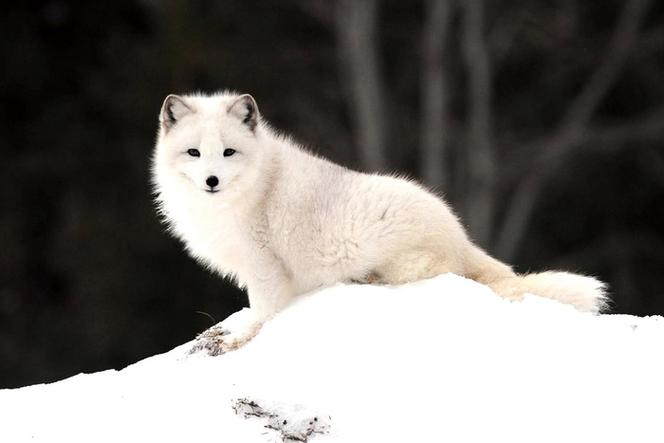 雪地里的狐狸图片