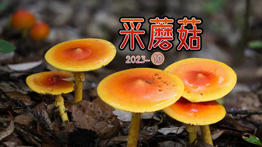 采蘑菇论坛官方网站