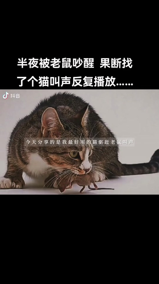 放猫叫声能赶走老鼠吗