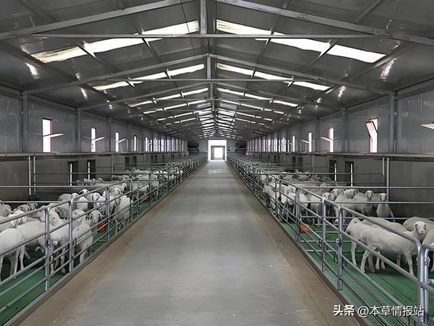 阳光养羊场