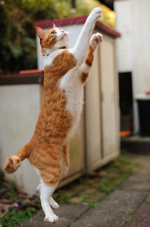 猫咪跳跳跳