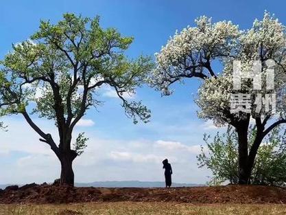 男人说一花只为一树开