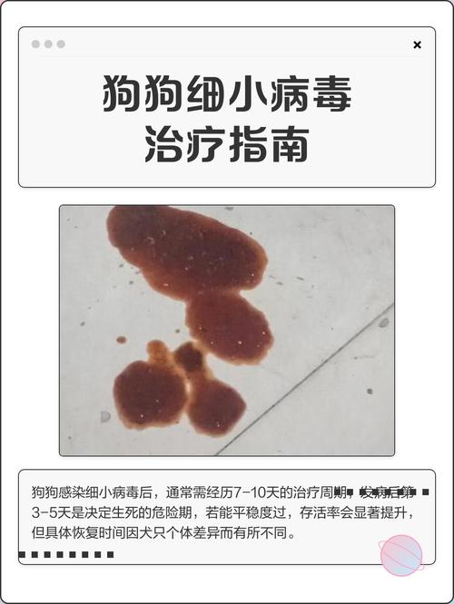狗狗细小一般能撑几天