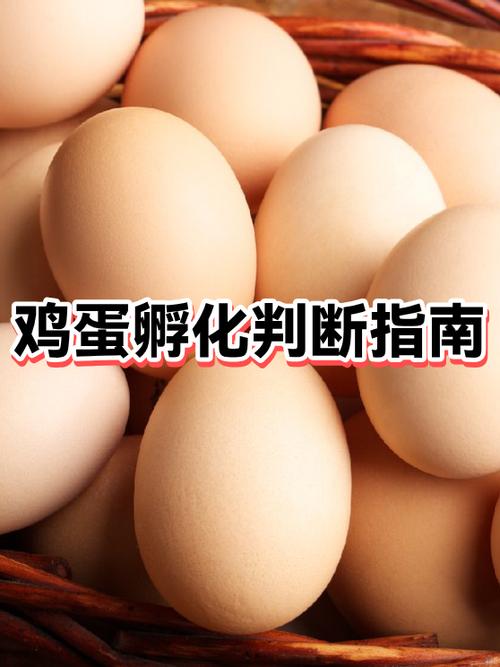 鸡蛋孵小鸡需要什么条件