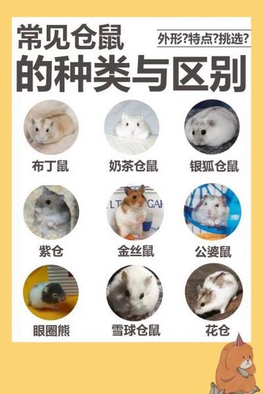 仓鼠的品种分类