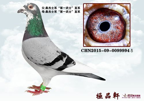 桑杰士信鸽特点